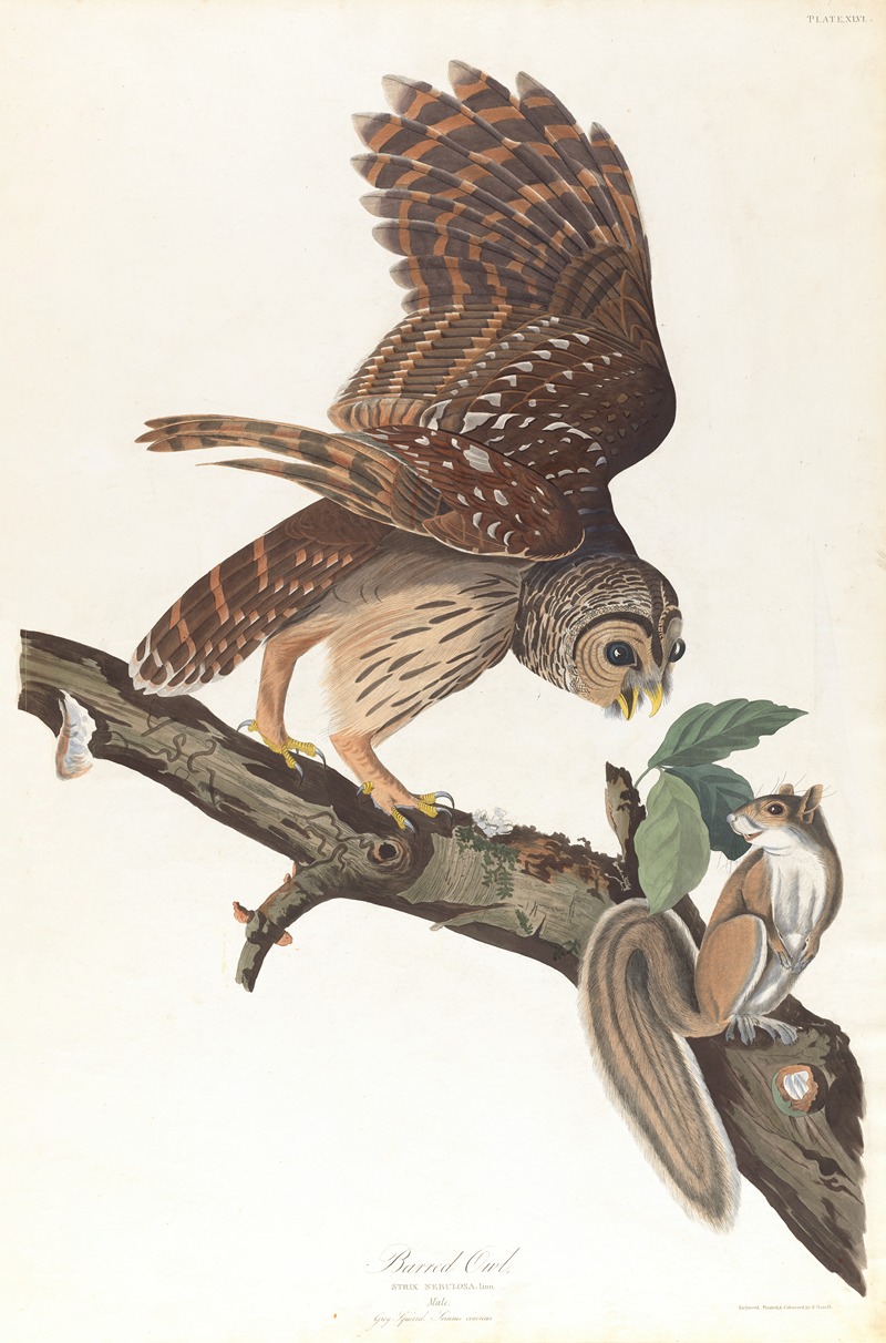 John James Audubon - Barred owl