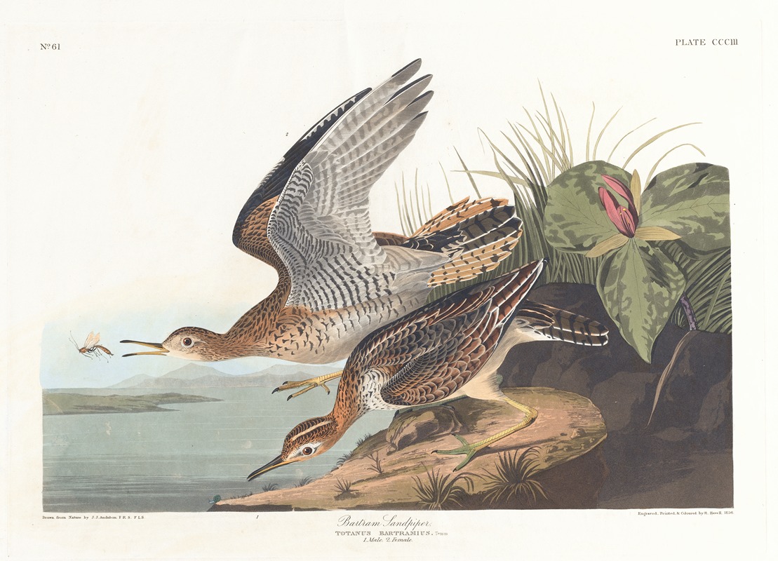 John James Audubon - Bartram sandpiper