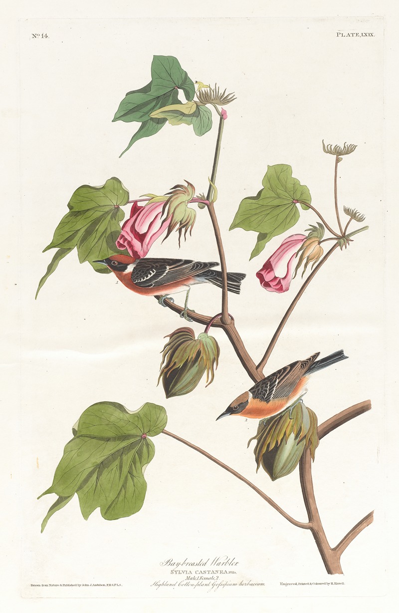 John James Audubon - Bay-breasted warbler