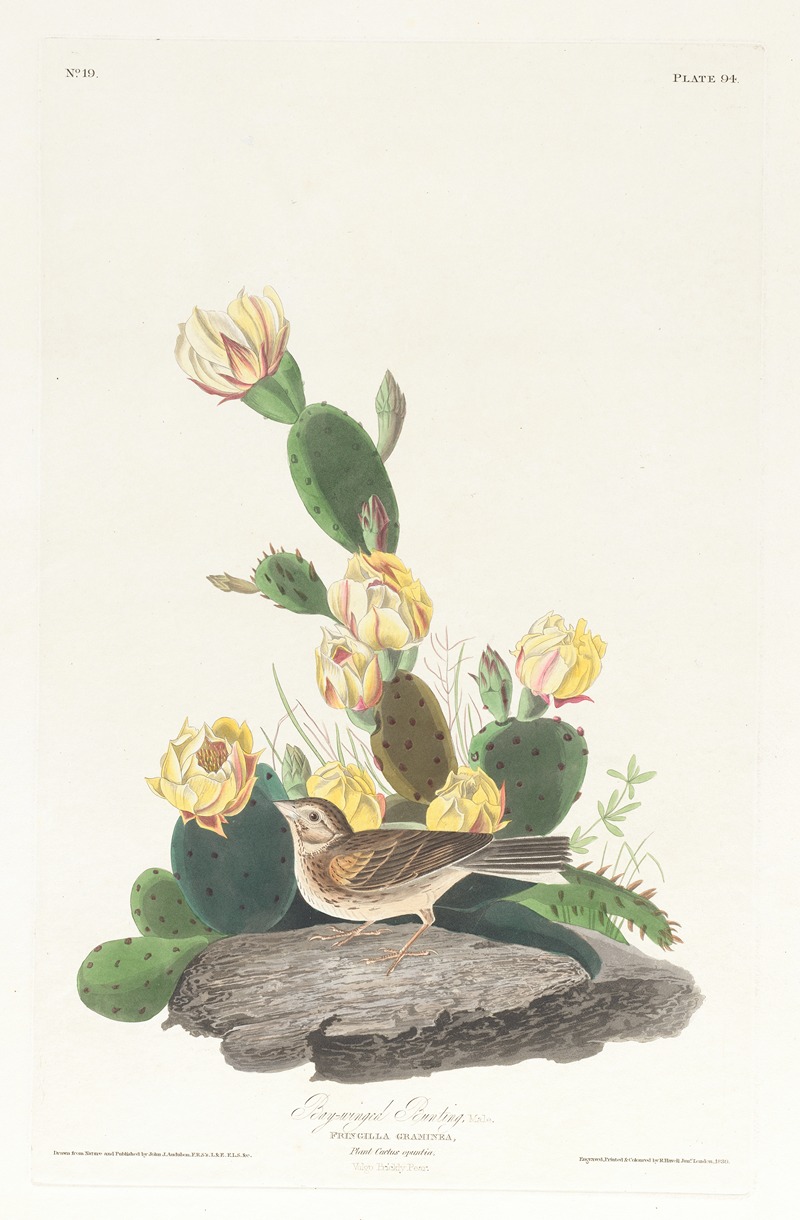 John James Audubon - Bay-winged bunting