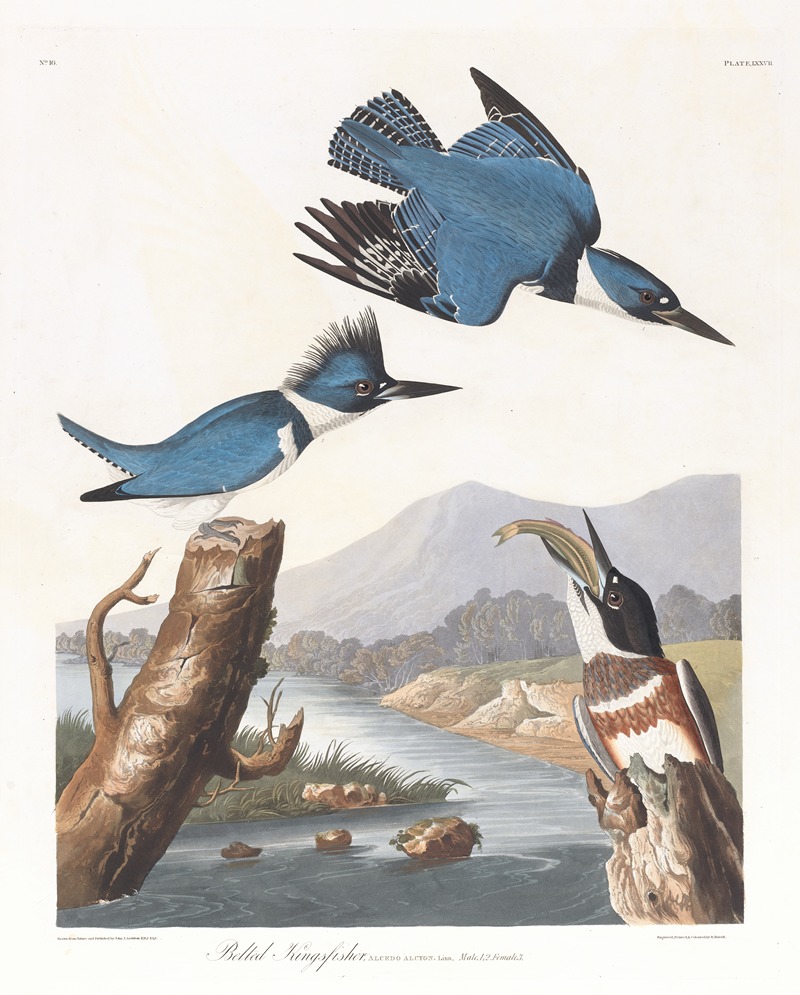 John James Audubon - Belted kingfisher
