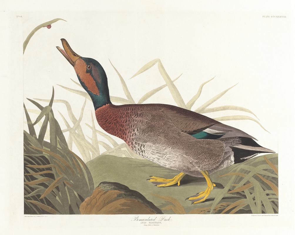 John James Audubon - Bemaculated duck