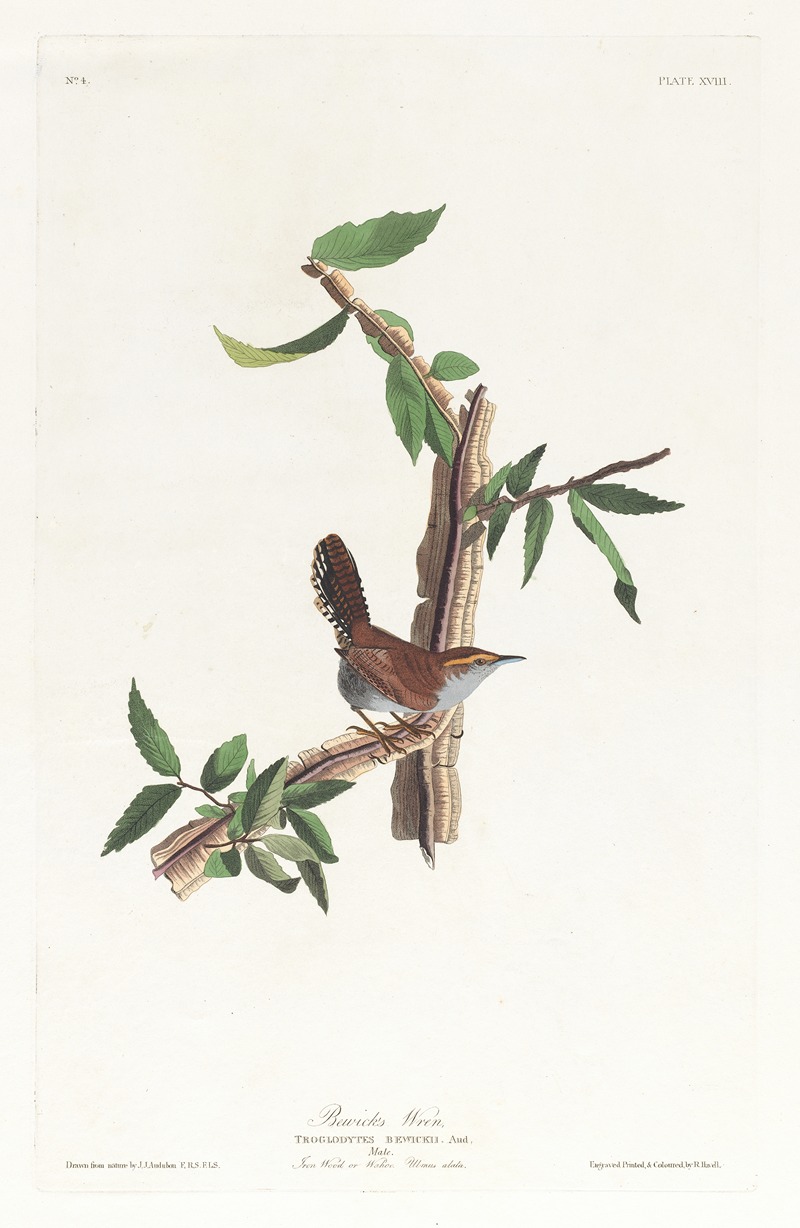 John James Audubon - Bewick’s warbler