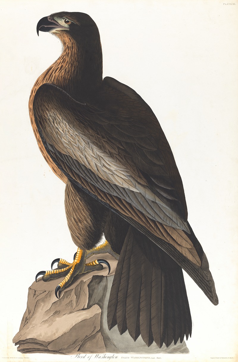 John James Audubon - Bird of Washington