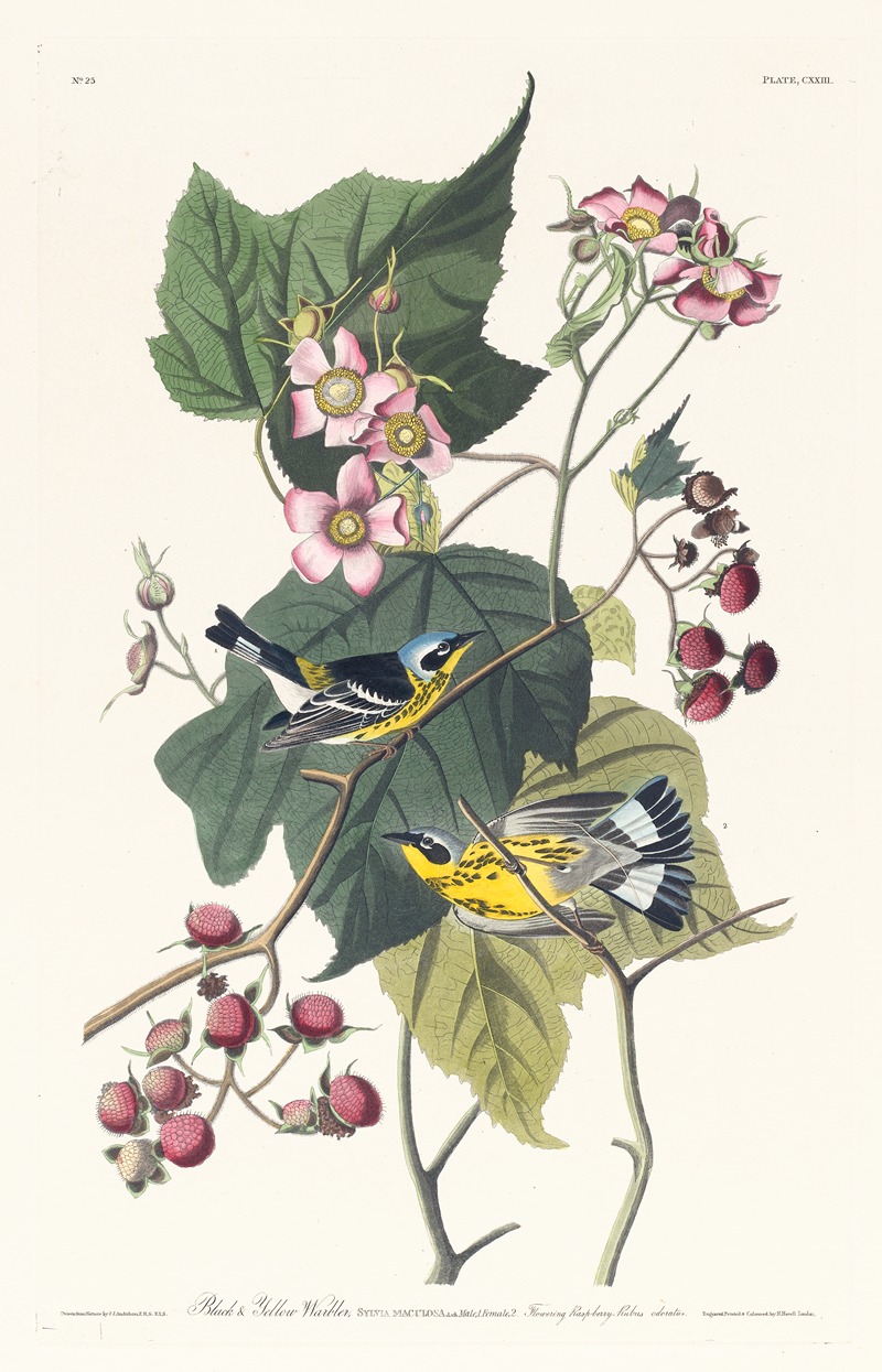 John James Audubon - Black and yellow warbler