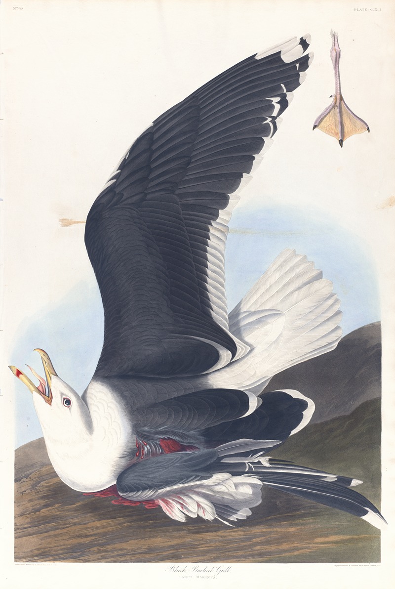 John James Audubon - Black backed gull