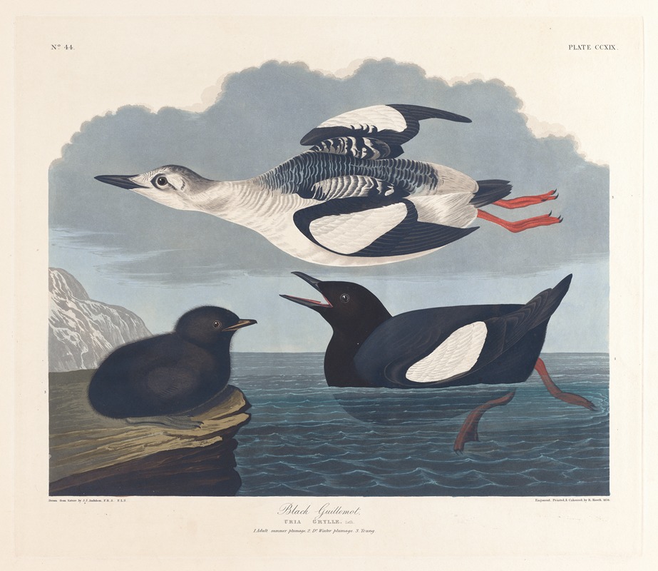 John James Audubon - Black guillemot