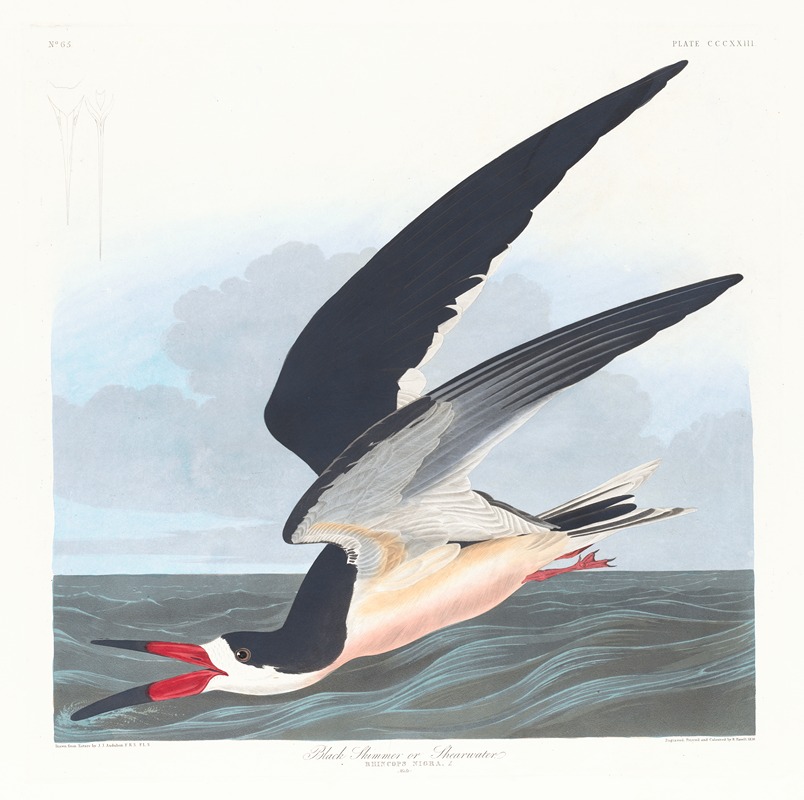John James Audubon - Black skimmer or shearwater