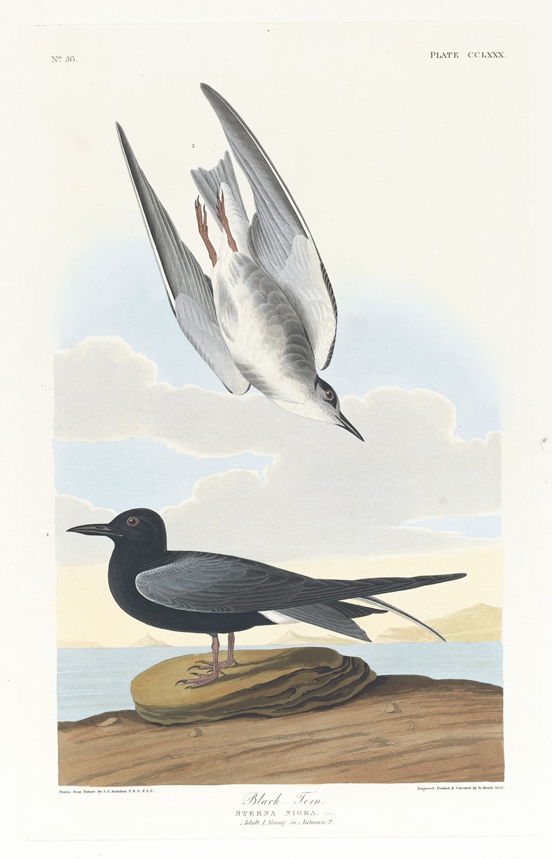 John James Audubon - Black tern