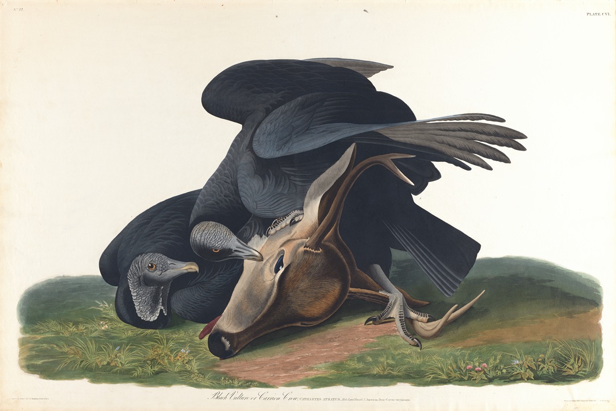John James Audubon - Black vulture or common crow