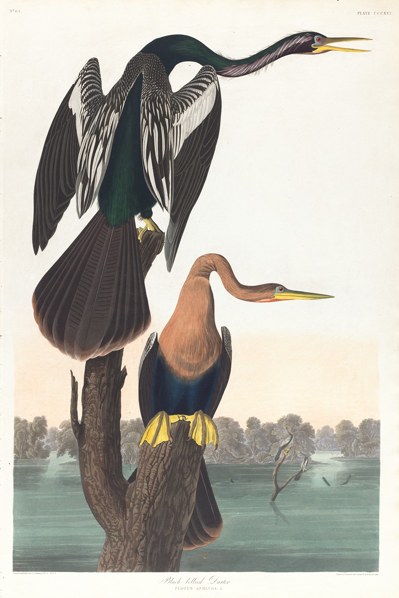 John James Audubon - Black-belled darter