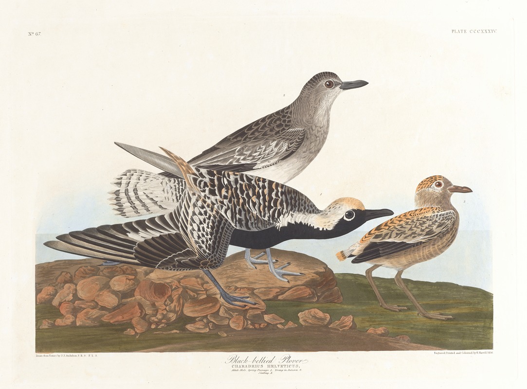 John James Audubon - Black-belled plover
