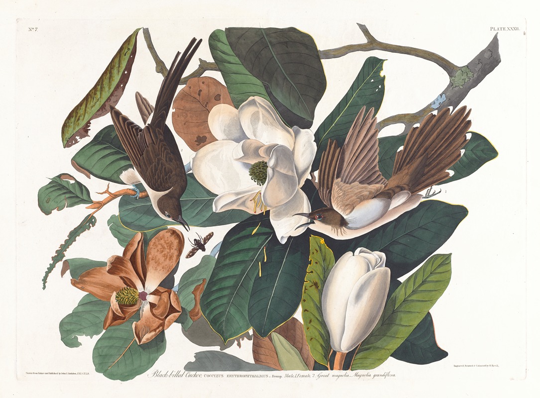 John James Audubon - Black-billed cuckoo