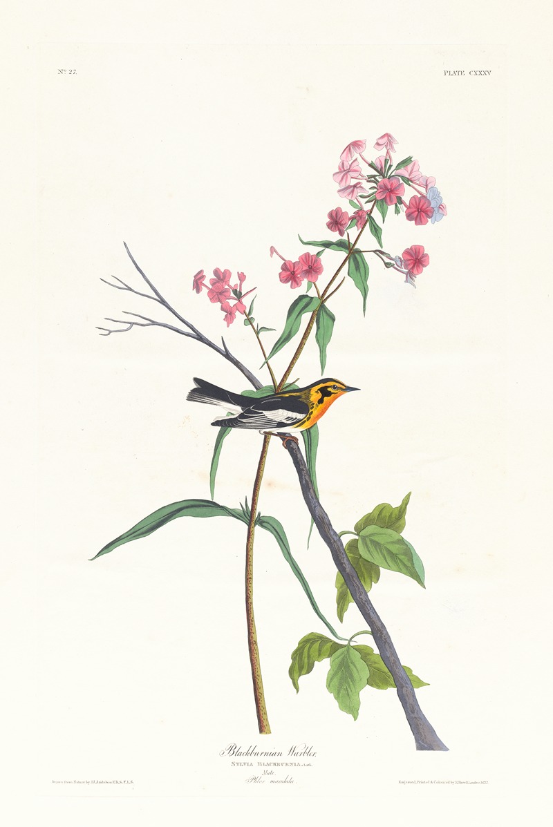 John James Audubon - Blackburnian warbler