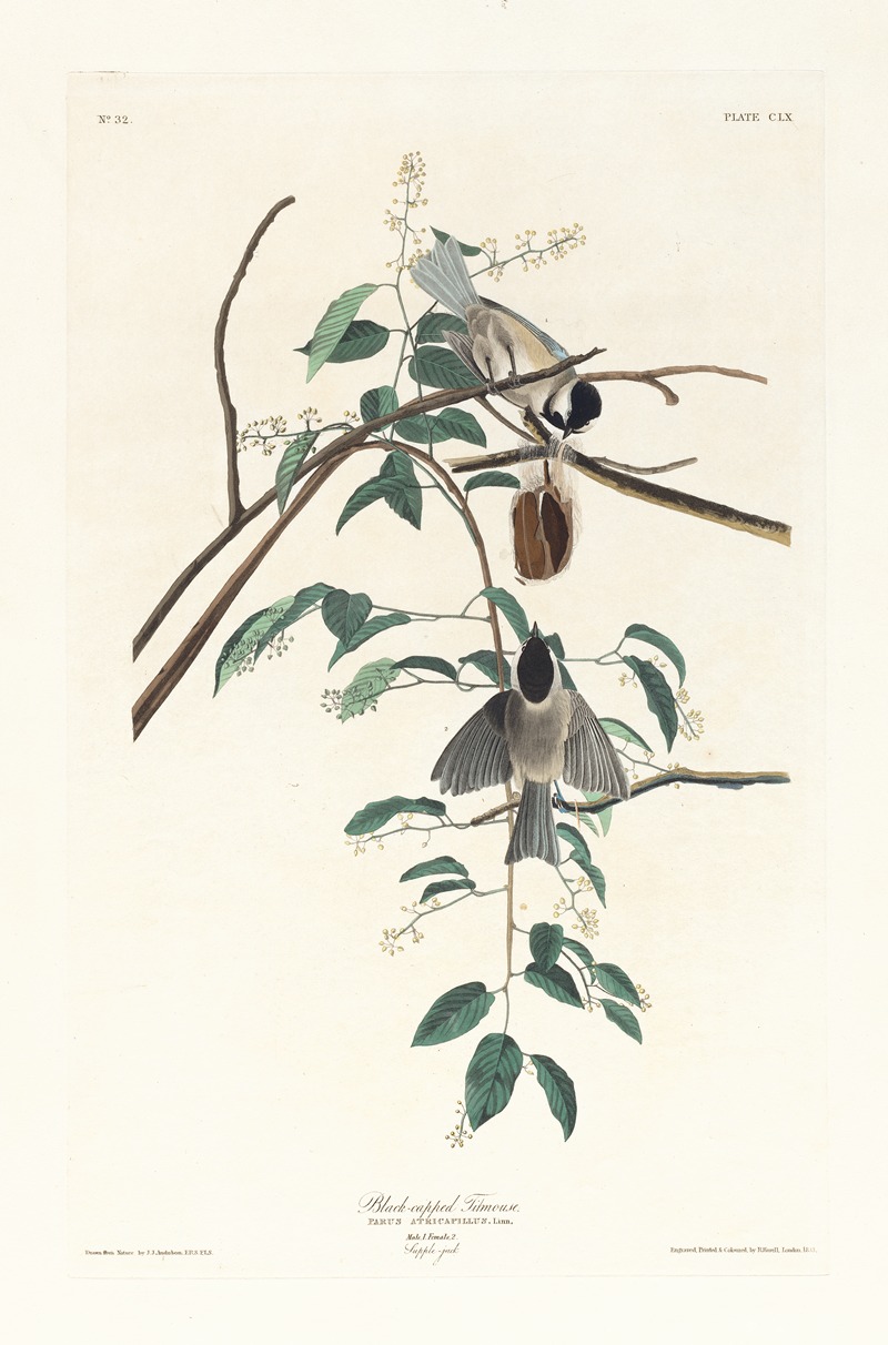 John James Audubon - Black-capped titmouse