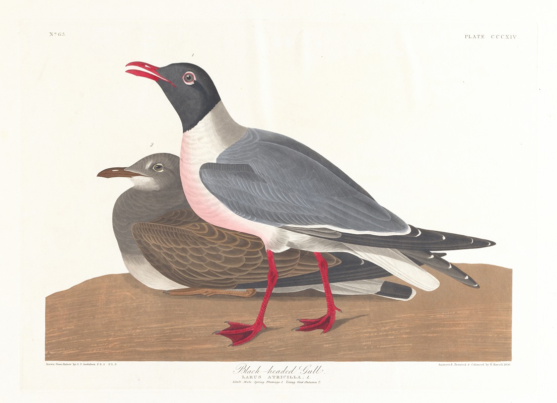 John James Audubon - Black-headed gull