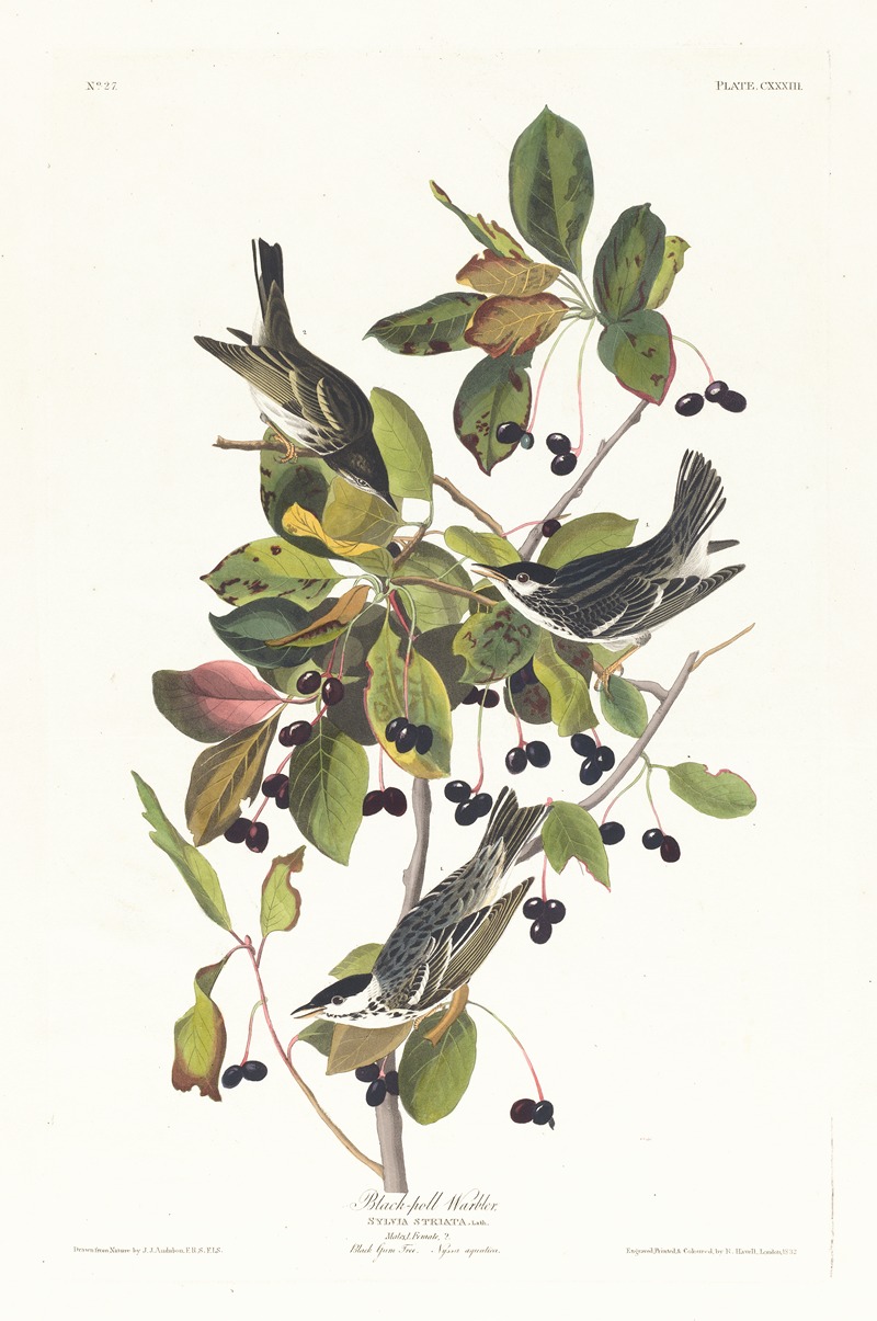 John James Audubon - Black-poll warbler