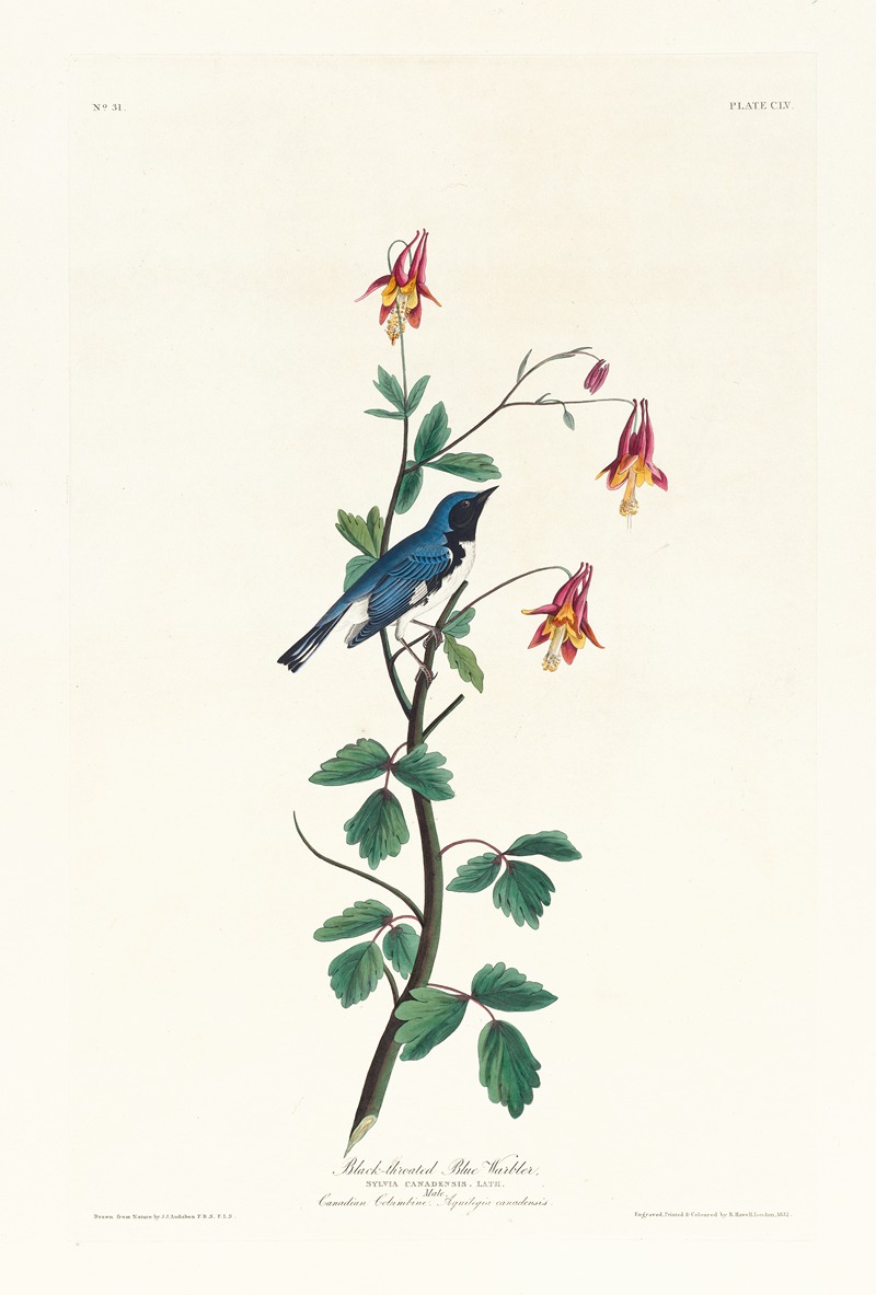 John James Audubon - Black-throated blue warbler