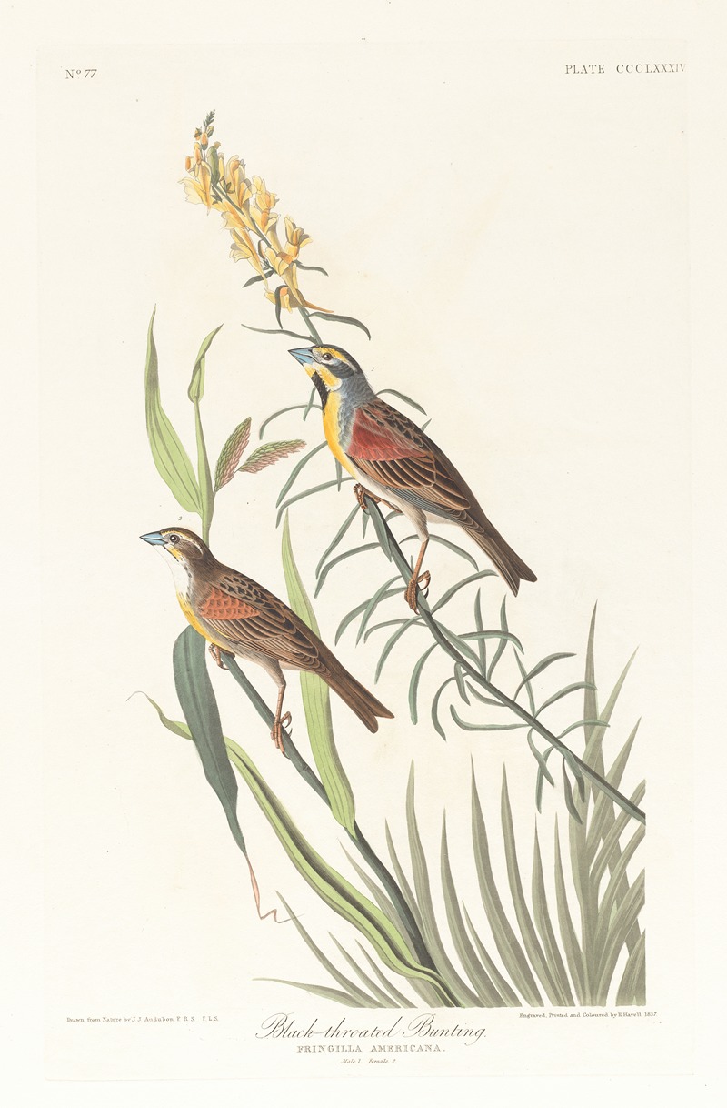 John James Audubon - Black-throated bunting