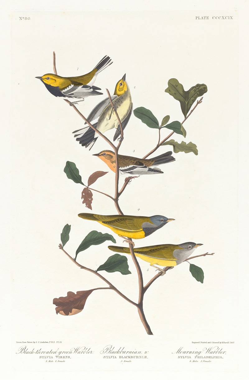 John James Audubon - Black-throated green warbler. Blackburnian, W. Mourning warbler