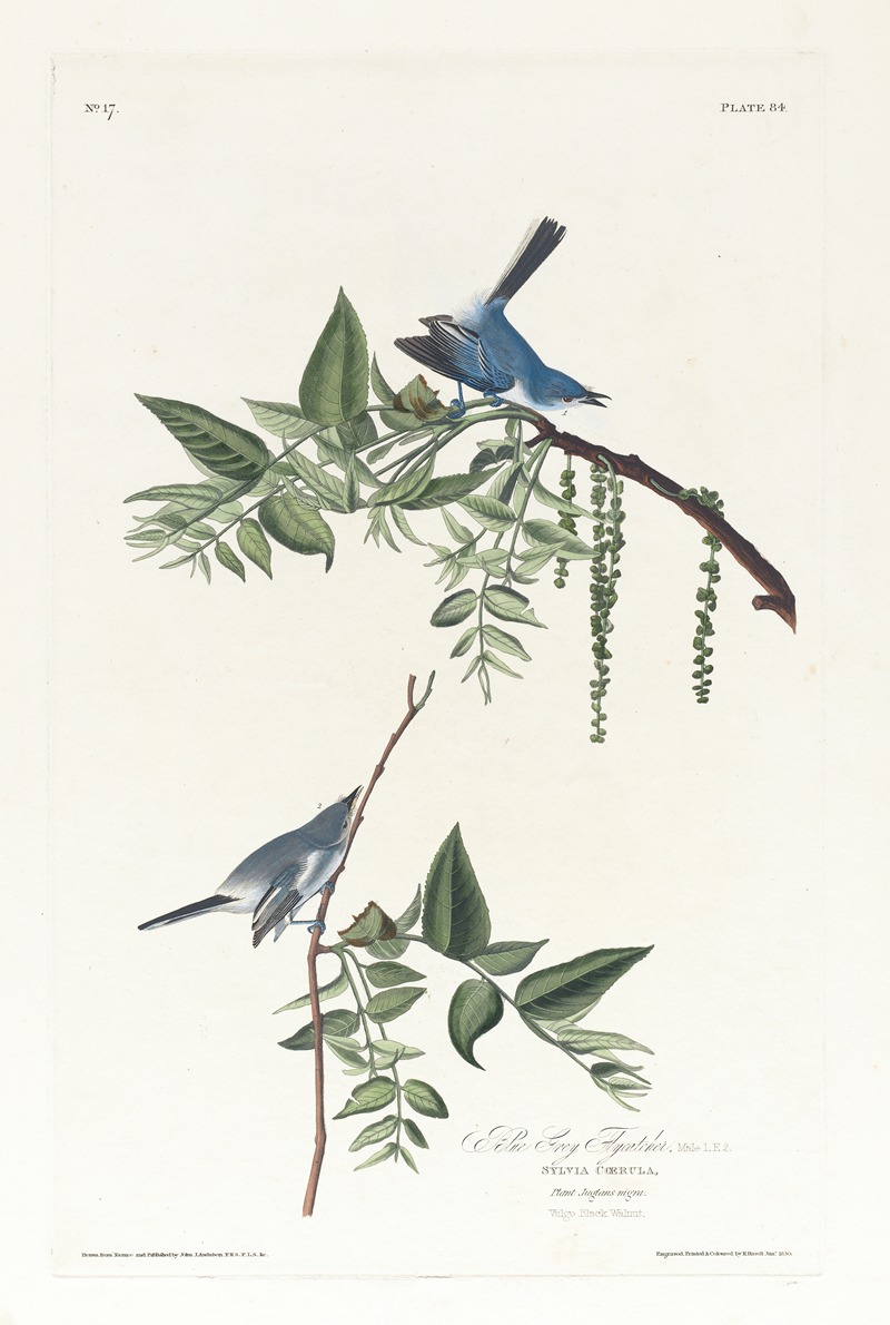 John James Audubon - Blue grey flycatcher