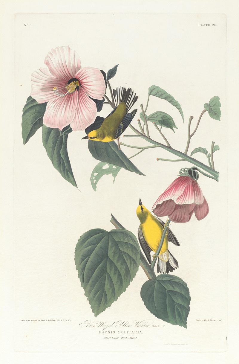 John James Audubon - Blue winged yellow warbler