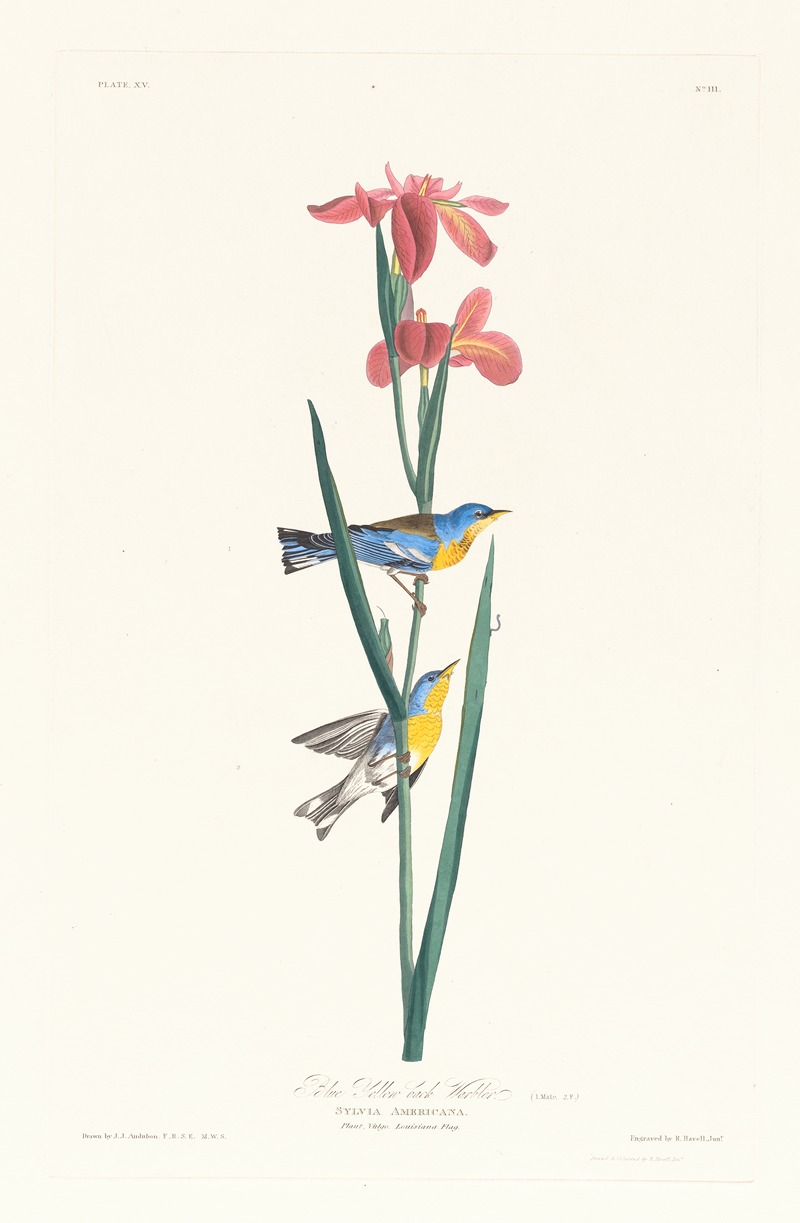 John James Audubon - Blue yellow back warbler