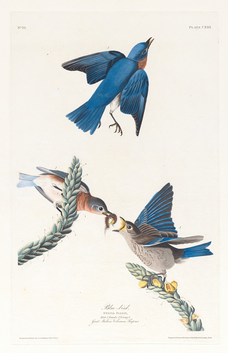 John James Audubon - Blue-bird