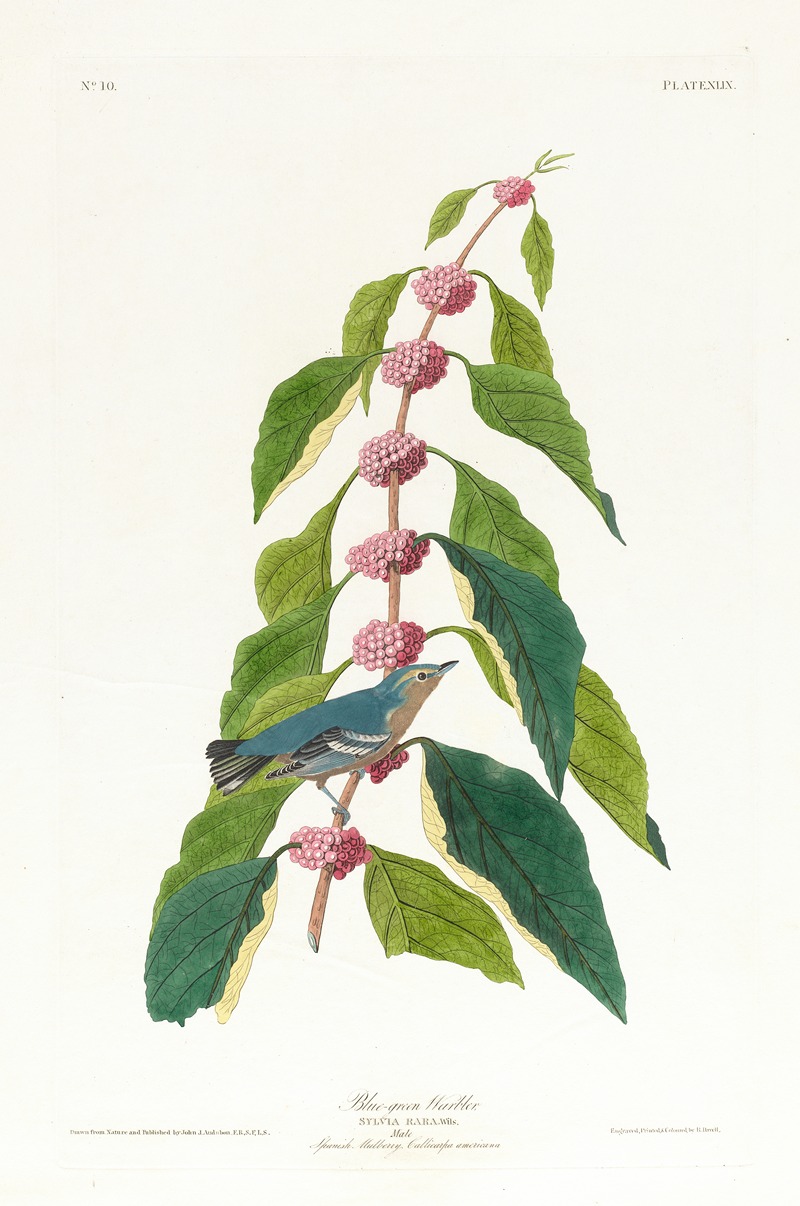 John James Audubon - Blue-green warbler
