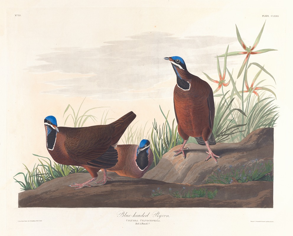 John James Audubon - Blue-headed pigeon