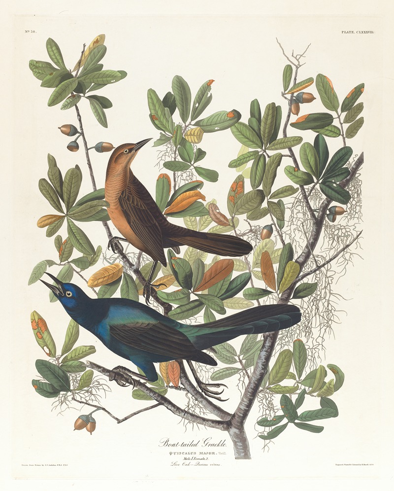 John James Audubon - Boat-tailed grackle