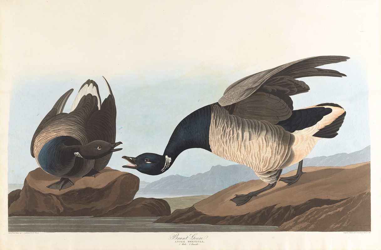 John James Audubon - Brant goose