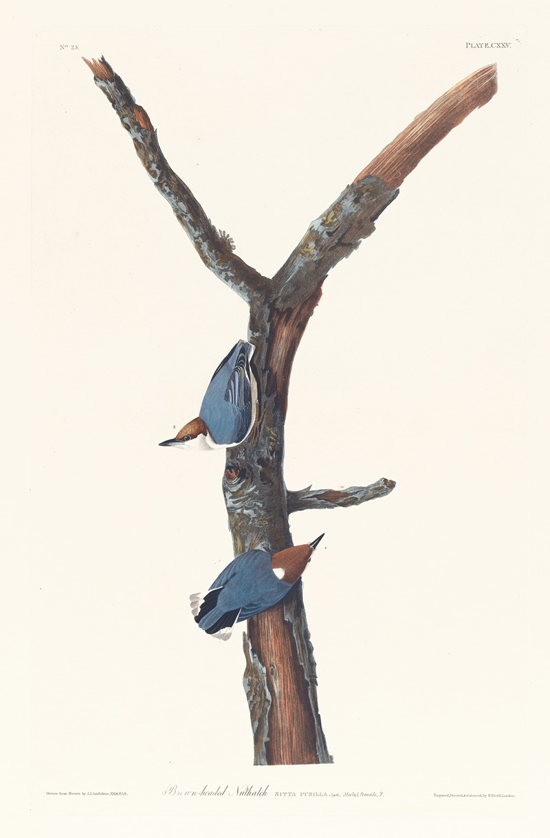 John James Audubon - Brown-headed nuthatch