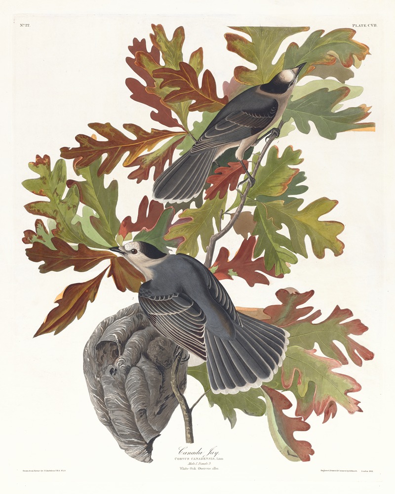 John James Audubon - Canada jay