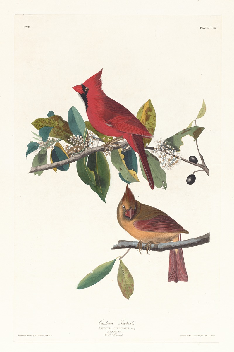 John James Audubon - Cardinal grosbeak