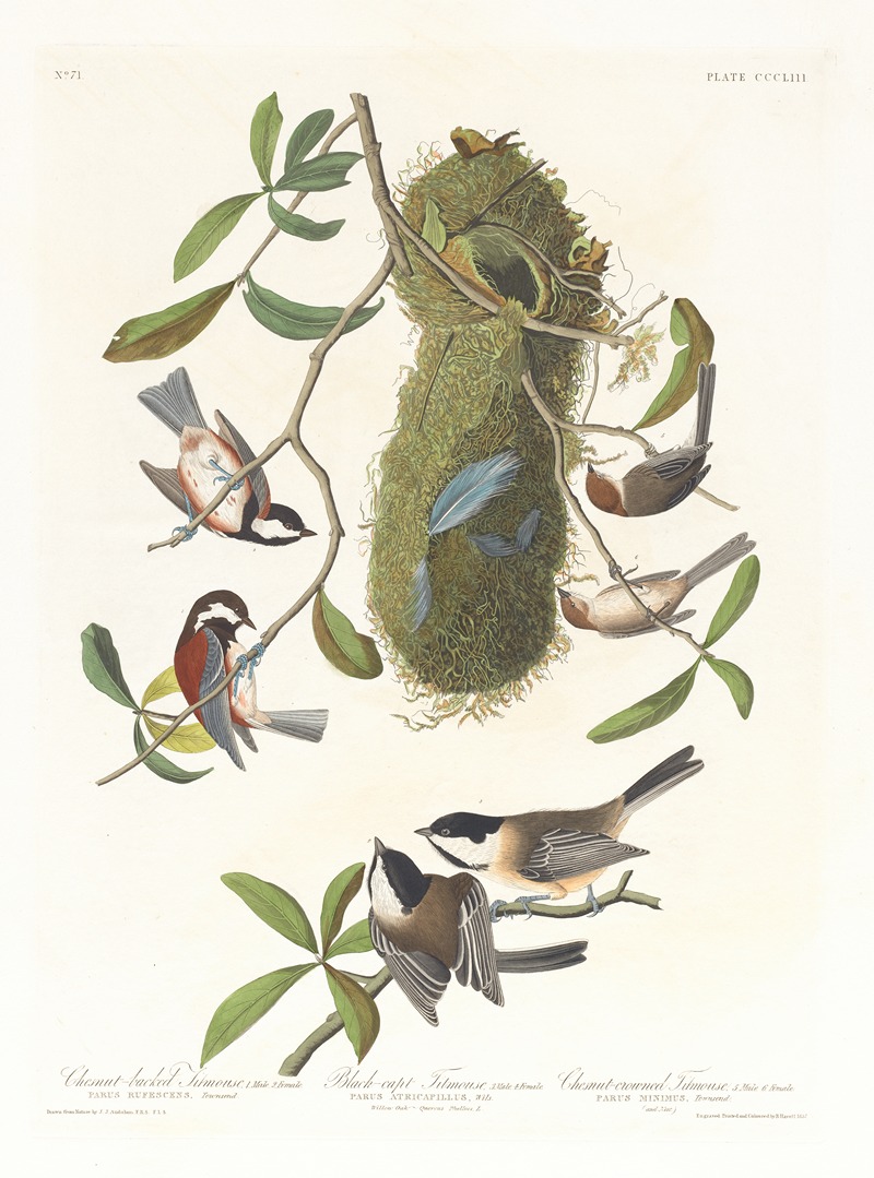 John James Audubon - Chestnut-backed titmouse. Black-capt titmouse. Chestnut-crowed titmouse