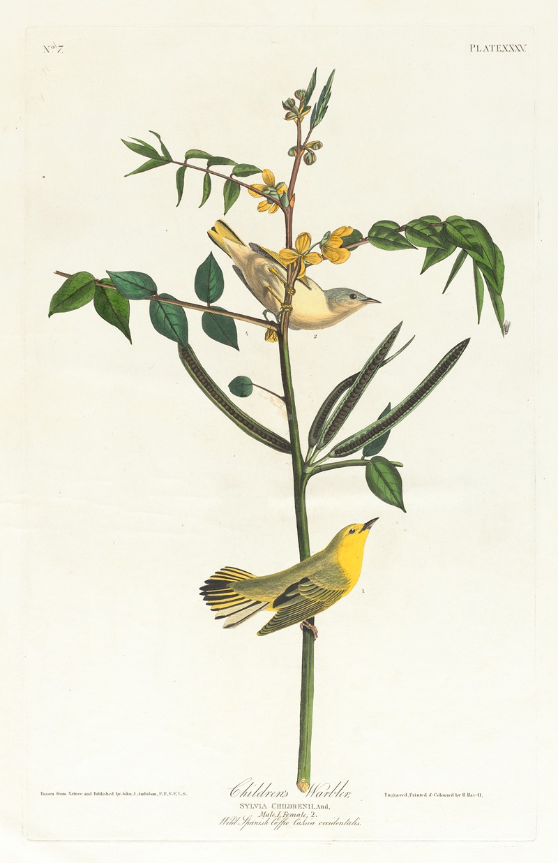John James Audubon - Children’s warbler