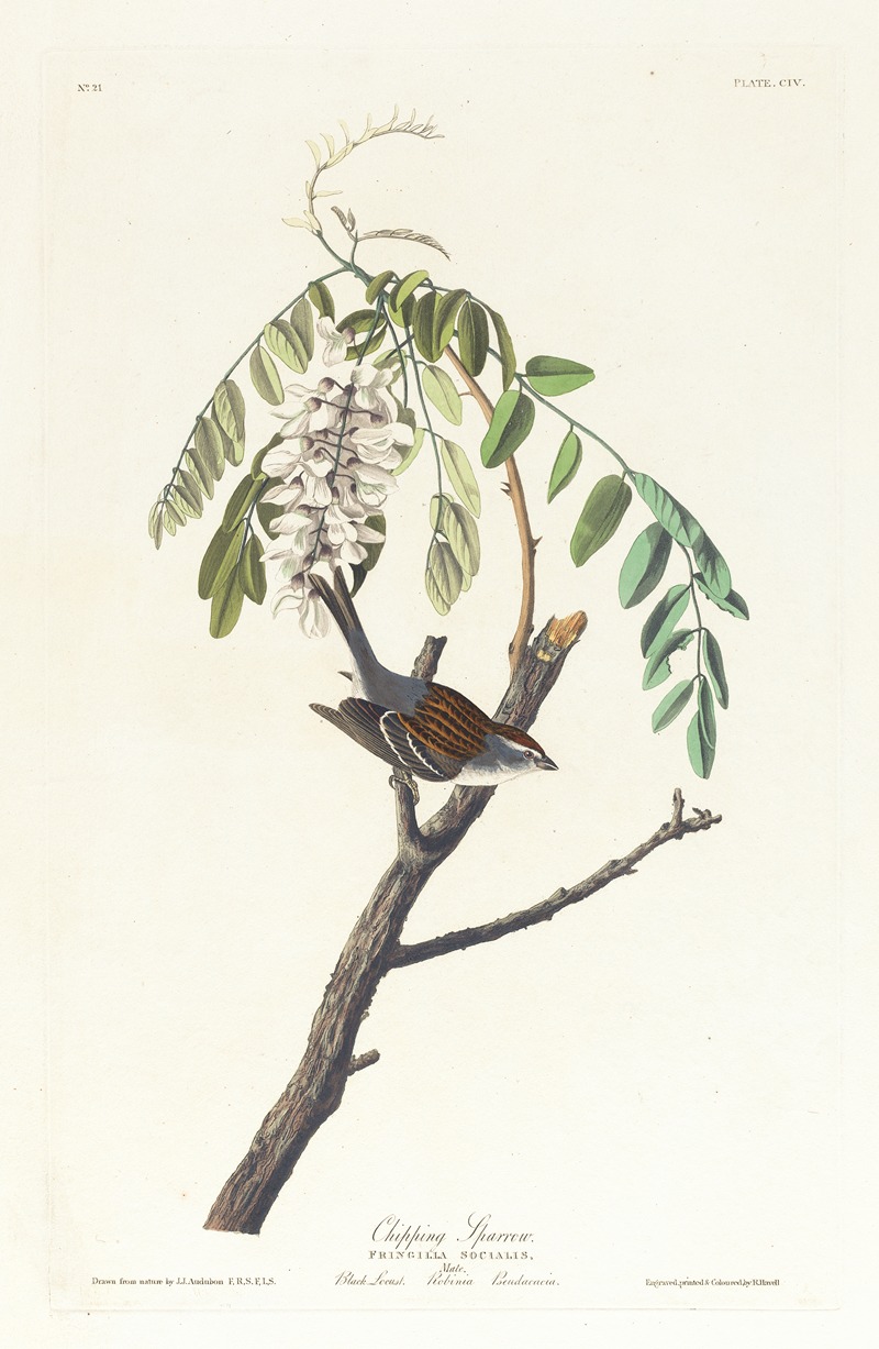 John James Audubon - Chipping sparrow