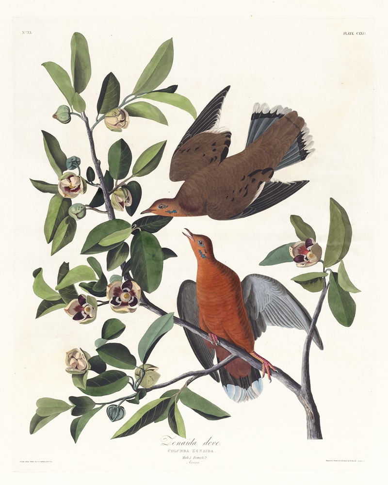 John James Audubon - Columba zenaida