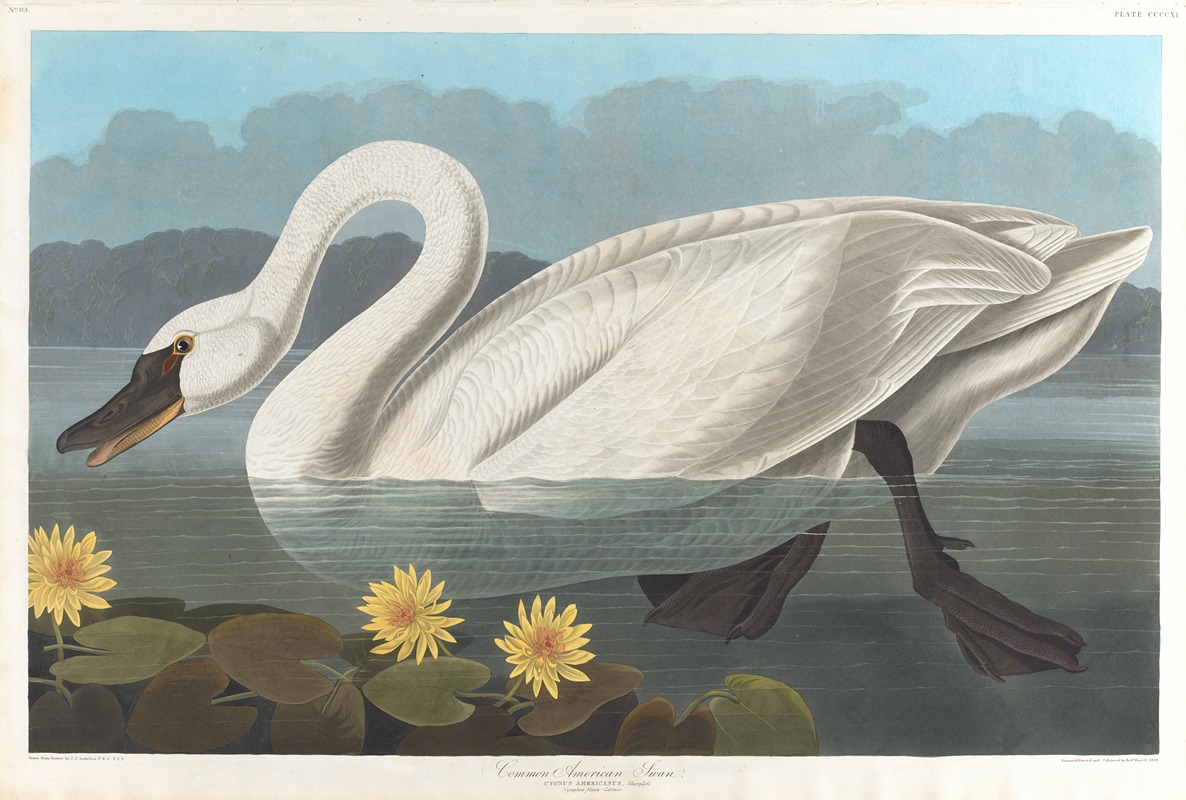 John James Audubon - Common American swan