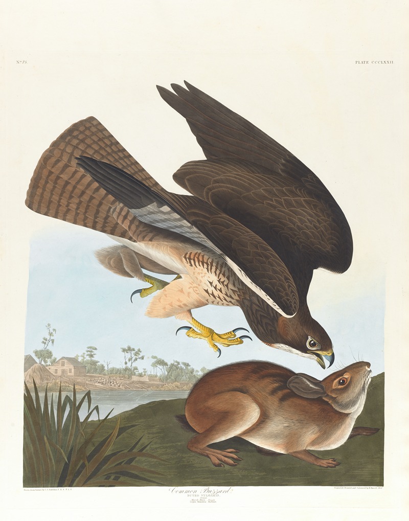 John James Audubon - Common buzzard