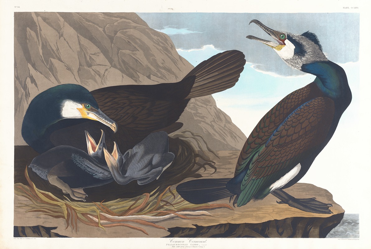 John James Audubon - Common cormorant