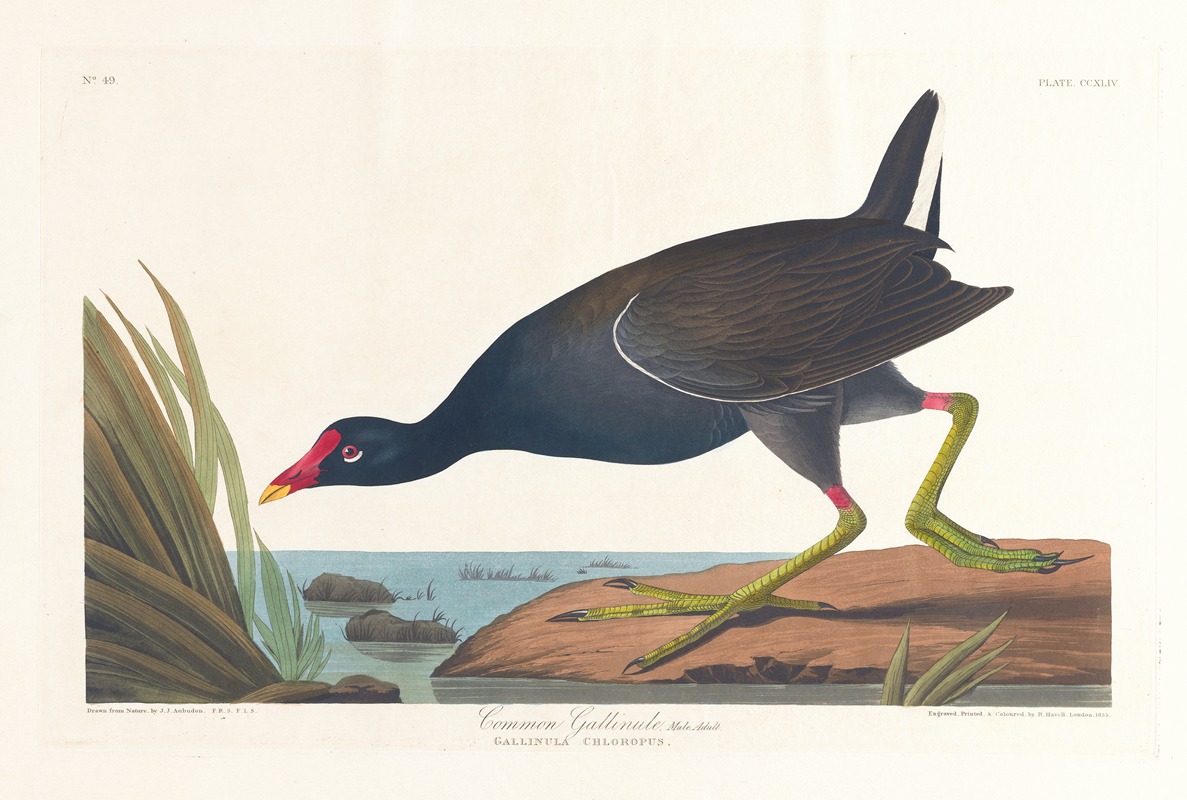 John James Audubon - Common gallinule, male, adult
