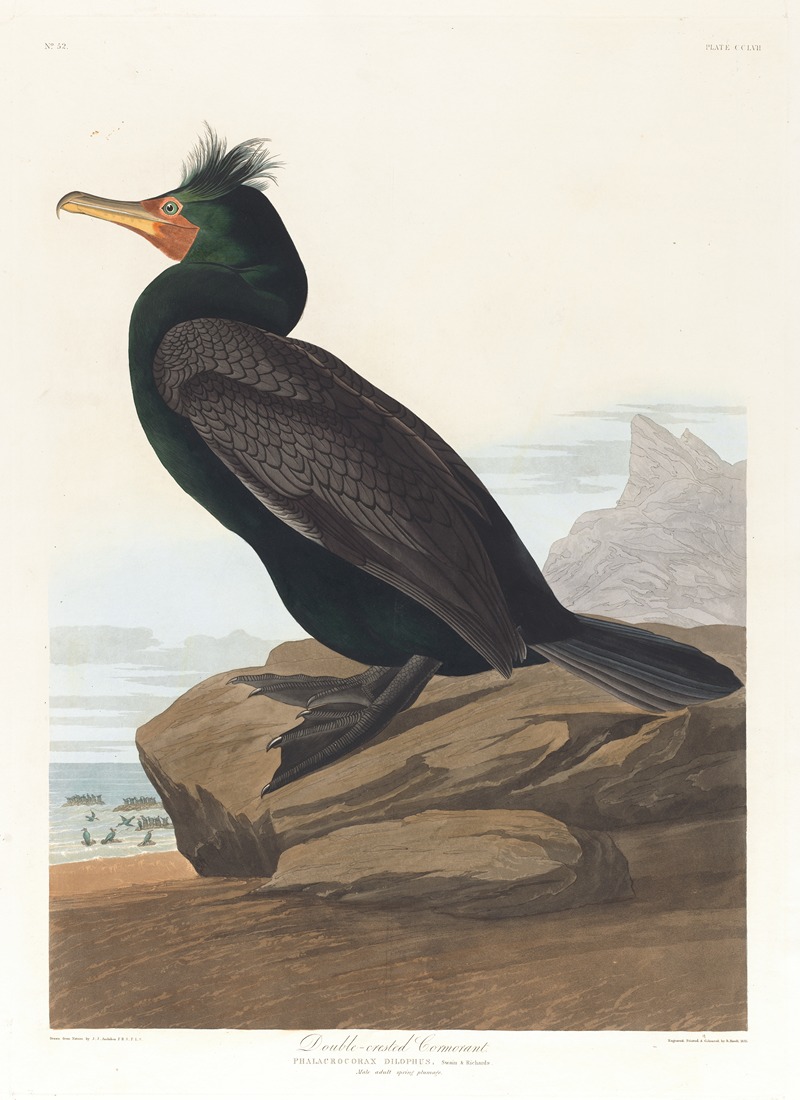 John James Audubon - Double-crested cormorant