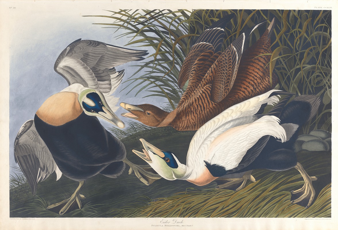 John James Audubon - Eider duck