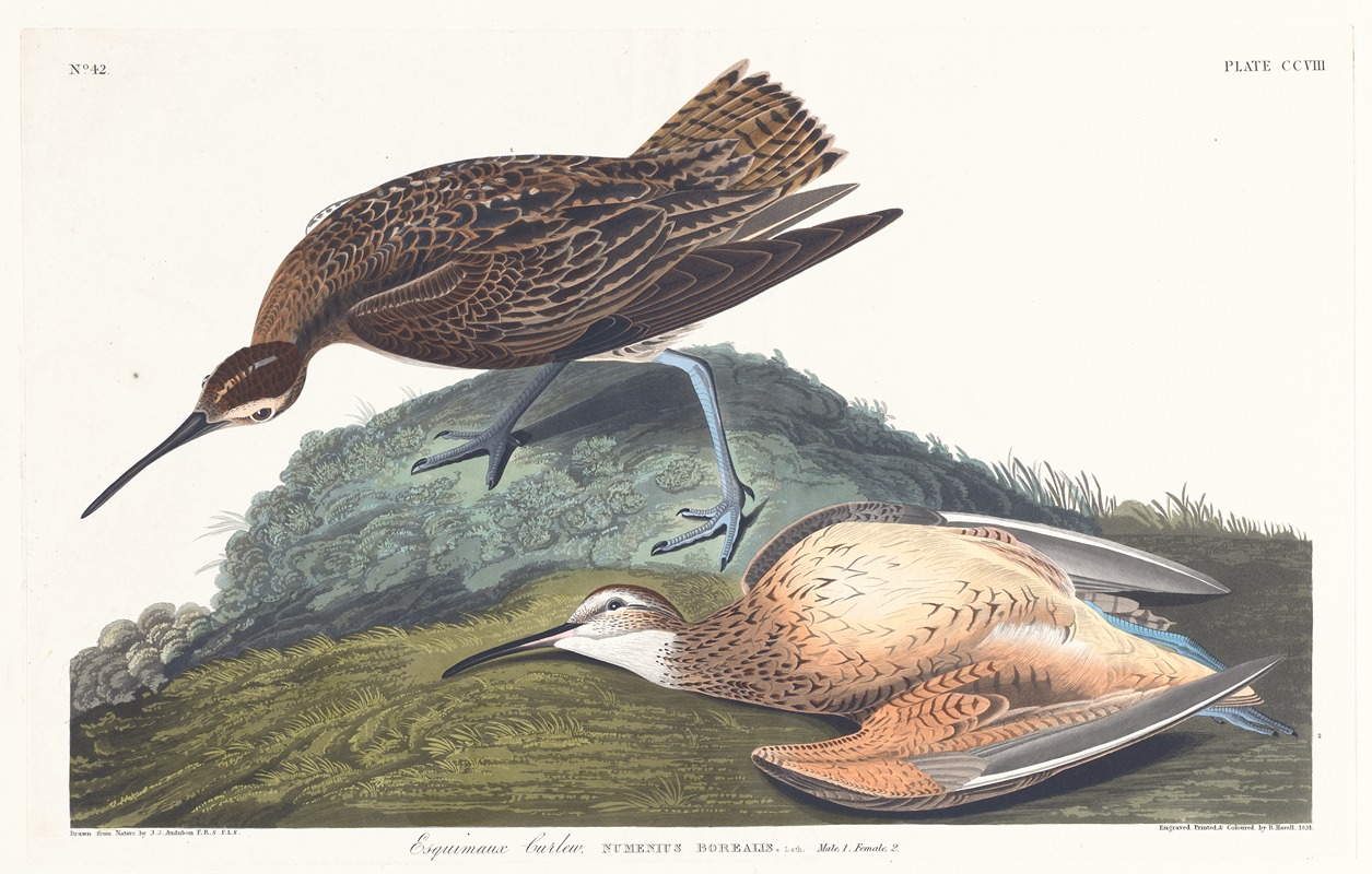 John James Audubon - Esquimaux curlew