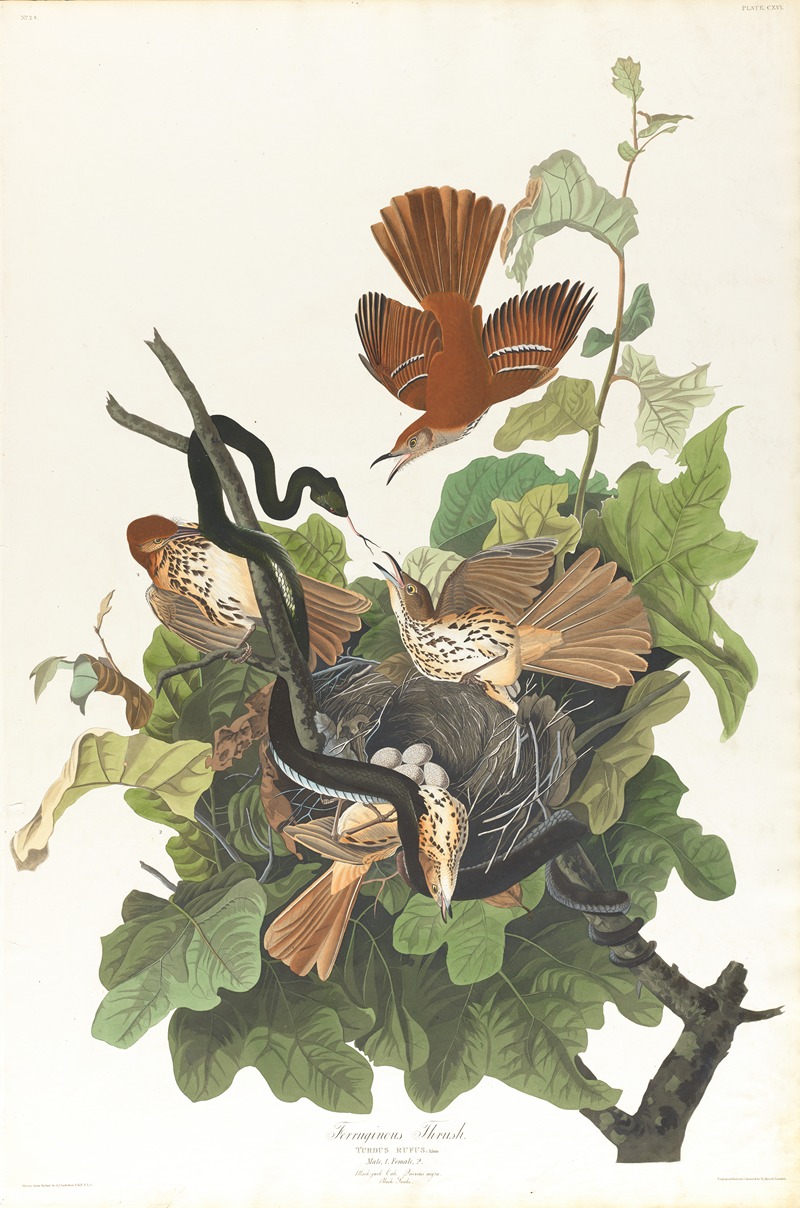 John James Audubon - Ferruginous thrush