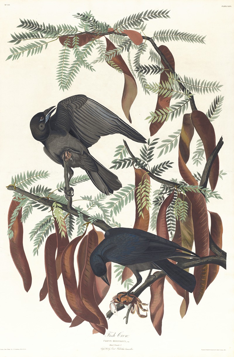 John James Audubon - Fish crow