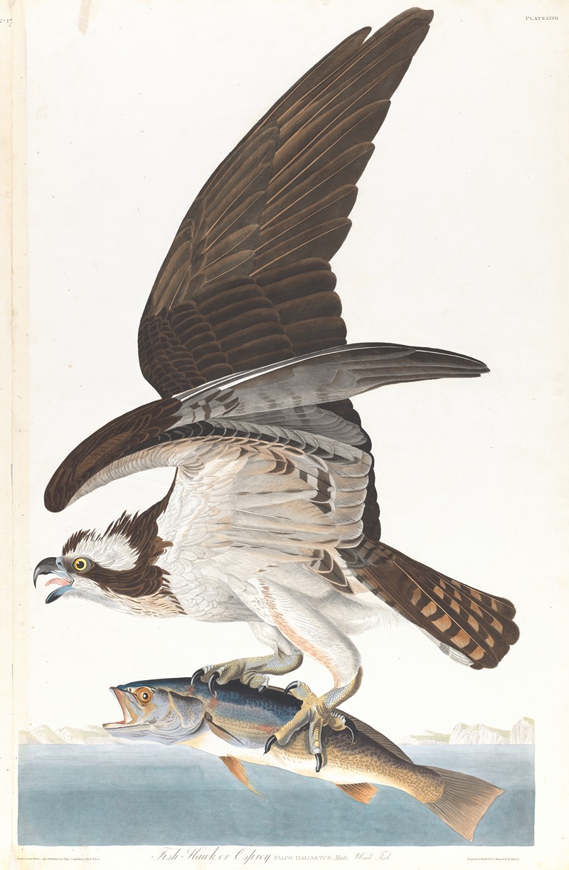 John James Audubon - Fish hawk or osprey