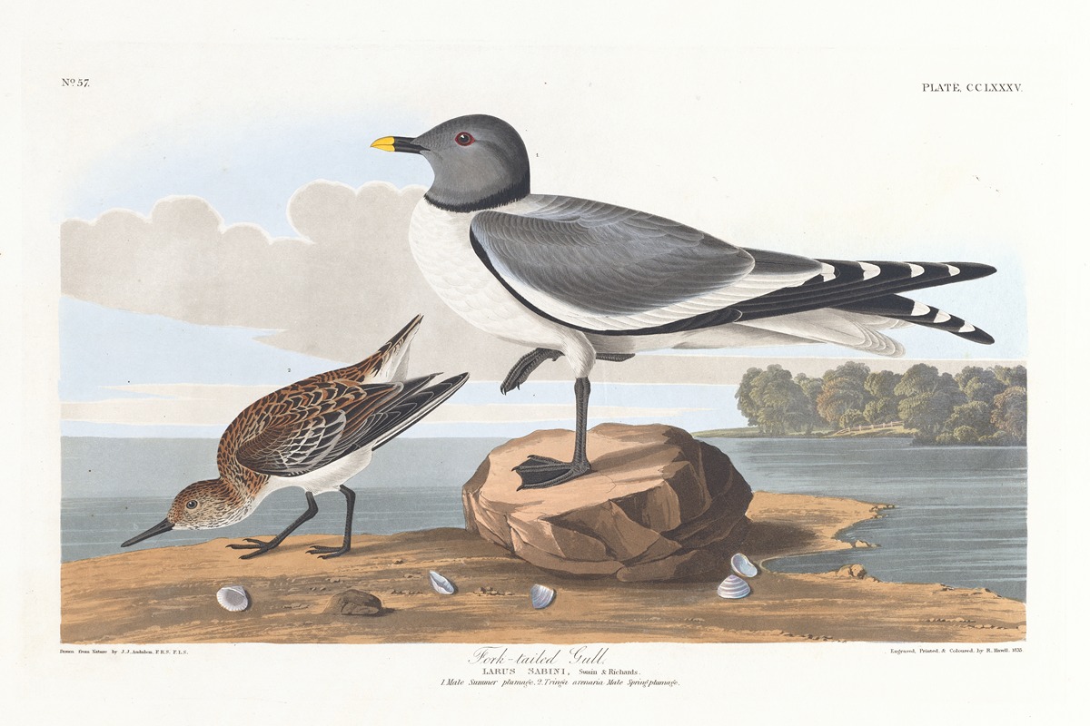 John James Audubon - Fork-tailed gull